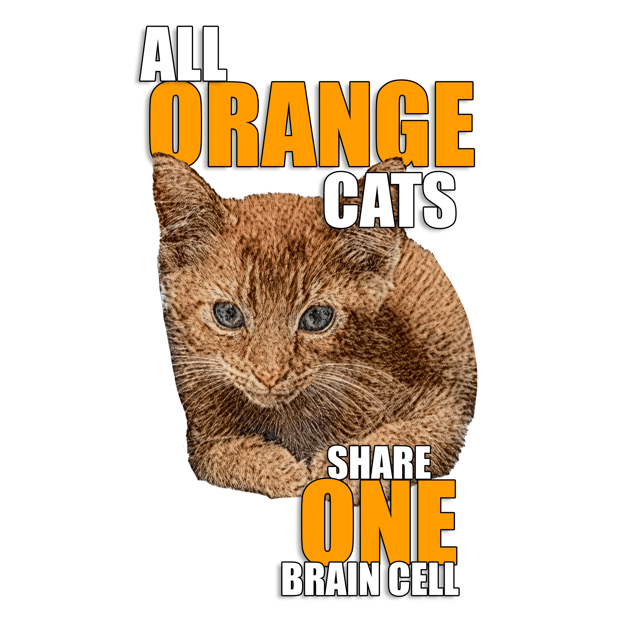 All Orange Cats Share One Brain Cell