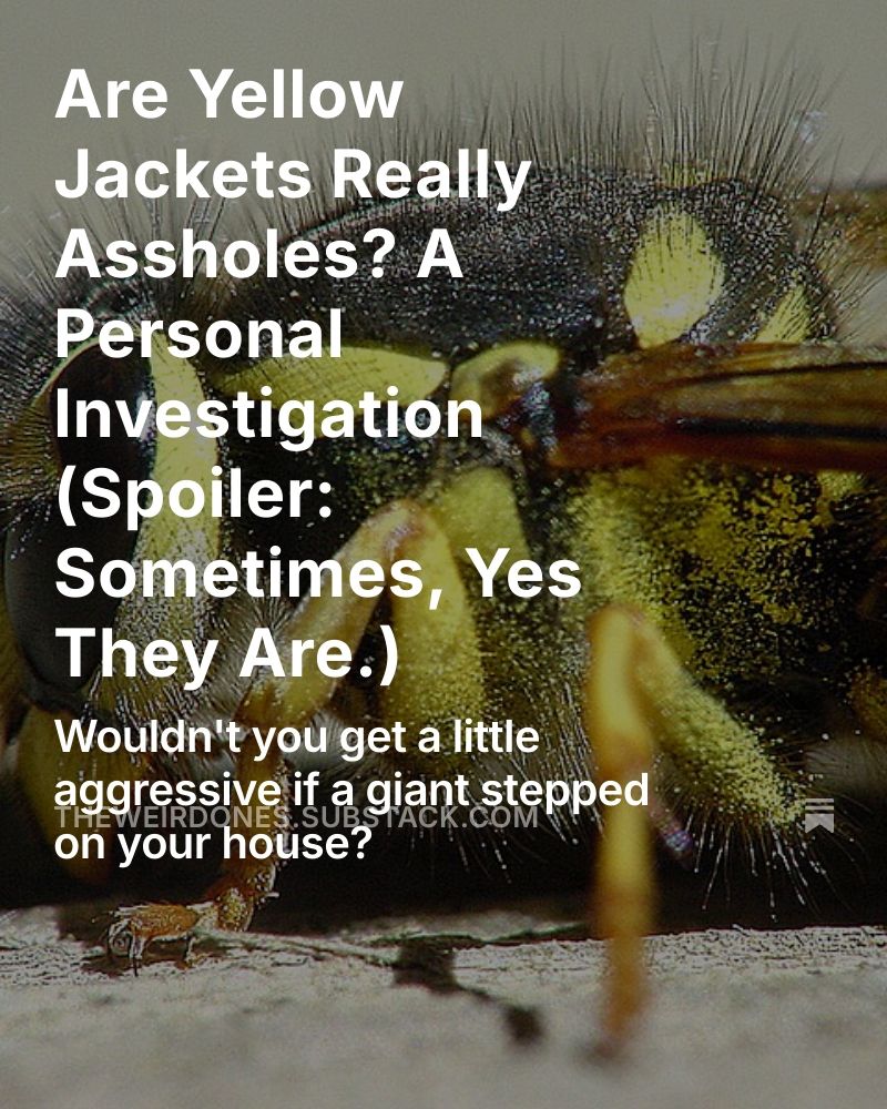 Are Yellow Jackets Really Assholes? A Personal Investigation (Spoiler: Sometimes, Yes They Are.)
