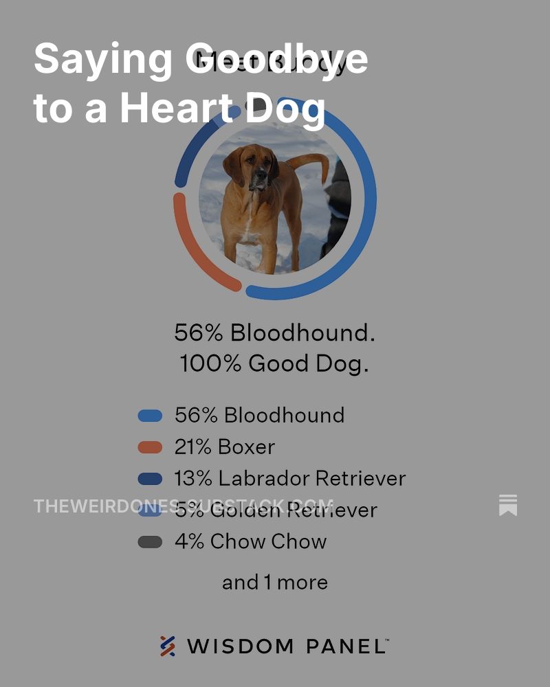 Saying Goodbye to a Heart Dog