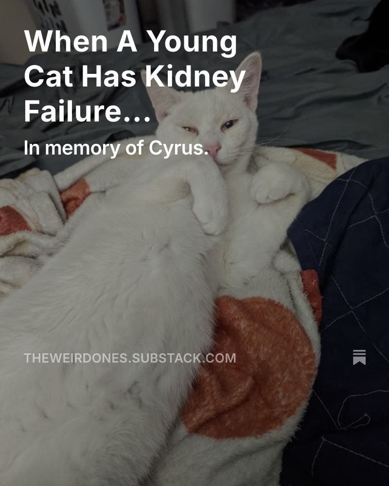 When a Young Cat has Kidney Failure