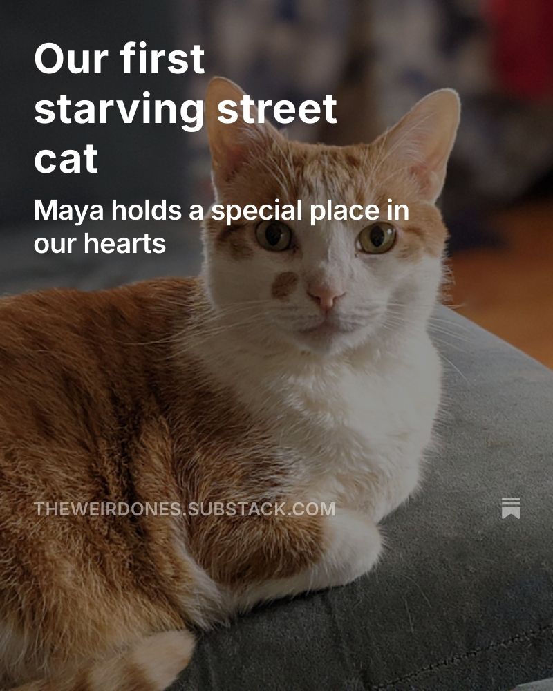 Our First Starving Street Cat