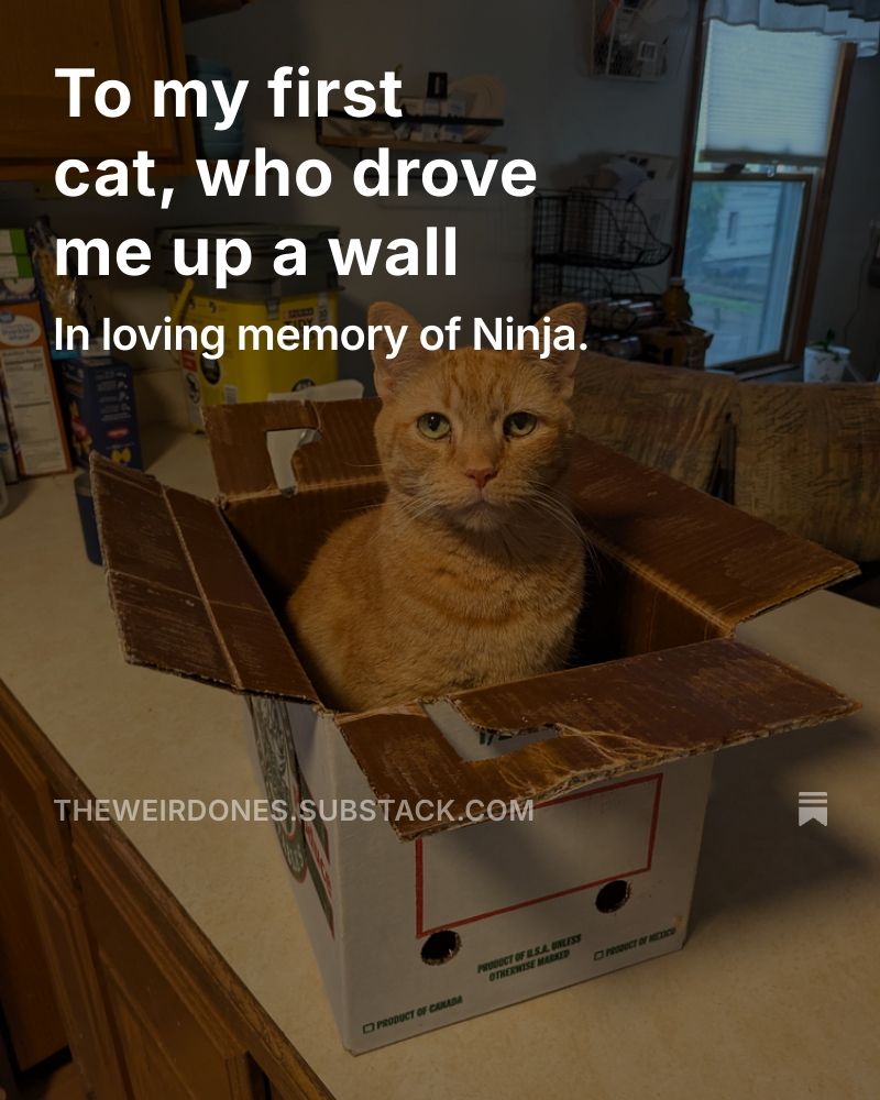 To my first cat, who drove me up a wall